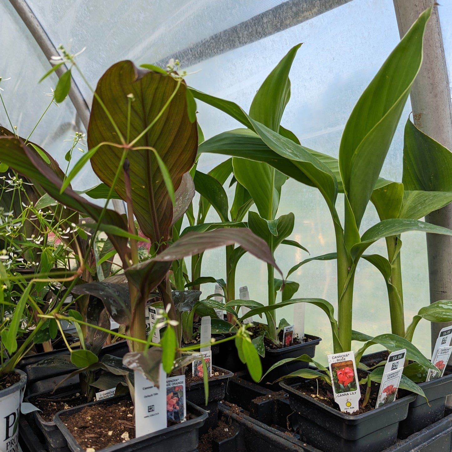 Cannas