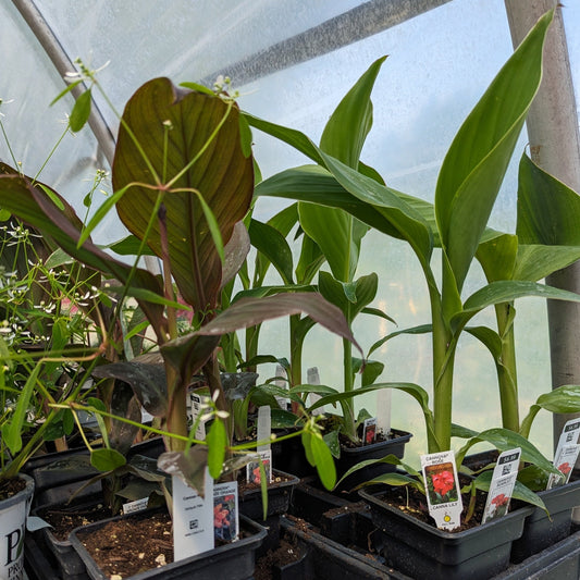 Cannas