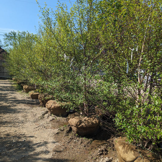 Dura Heat River Birch