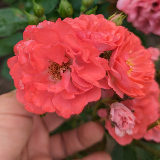 Coral Drift Groundcover Rose