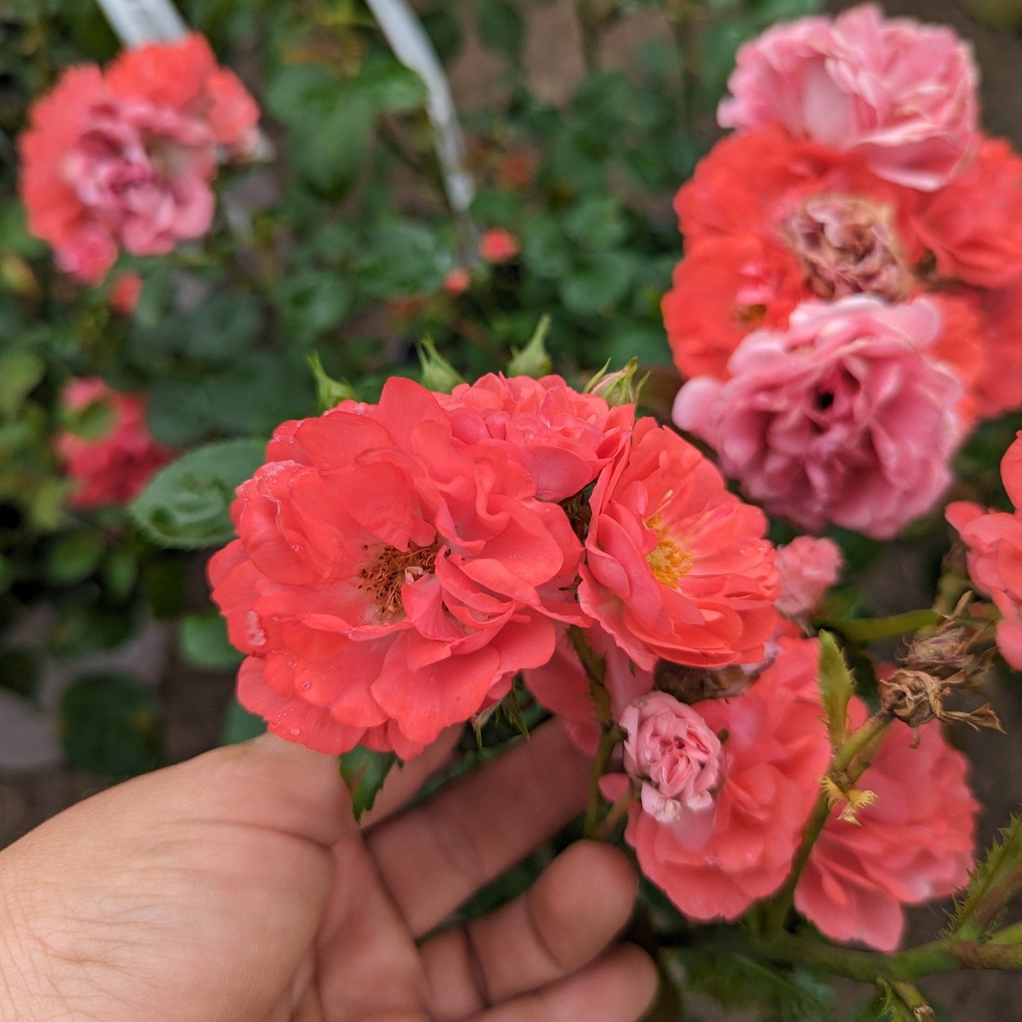 Coral Drift Groundcover Rose