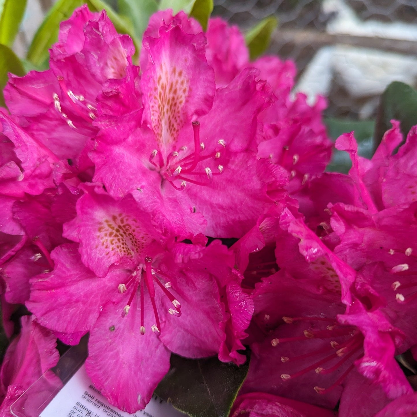 Pearce's American Beauty Rhododendron