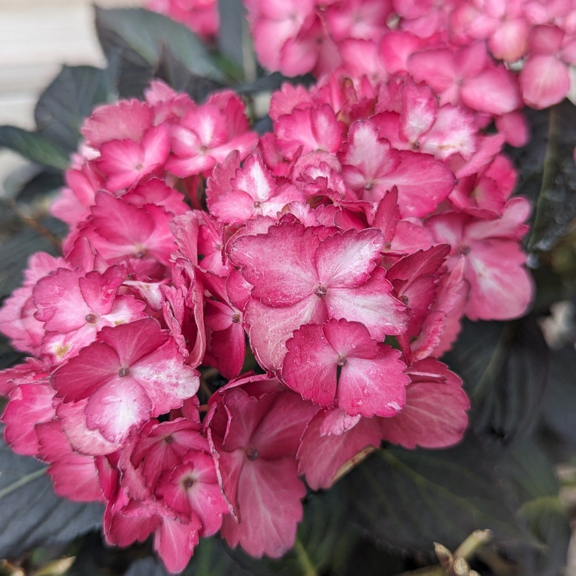Eclipse Bigleaf Hydrangea Auburn Oaks Garden Center Eclipse bigleaf hydrangea auburn oaks garden center