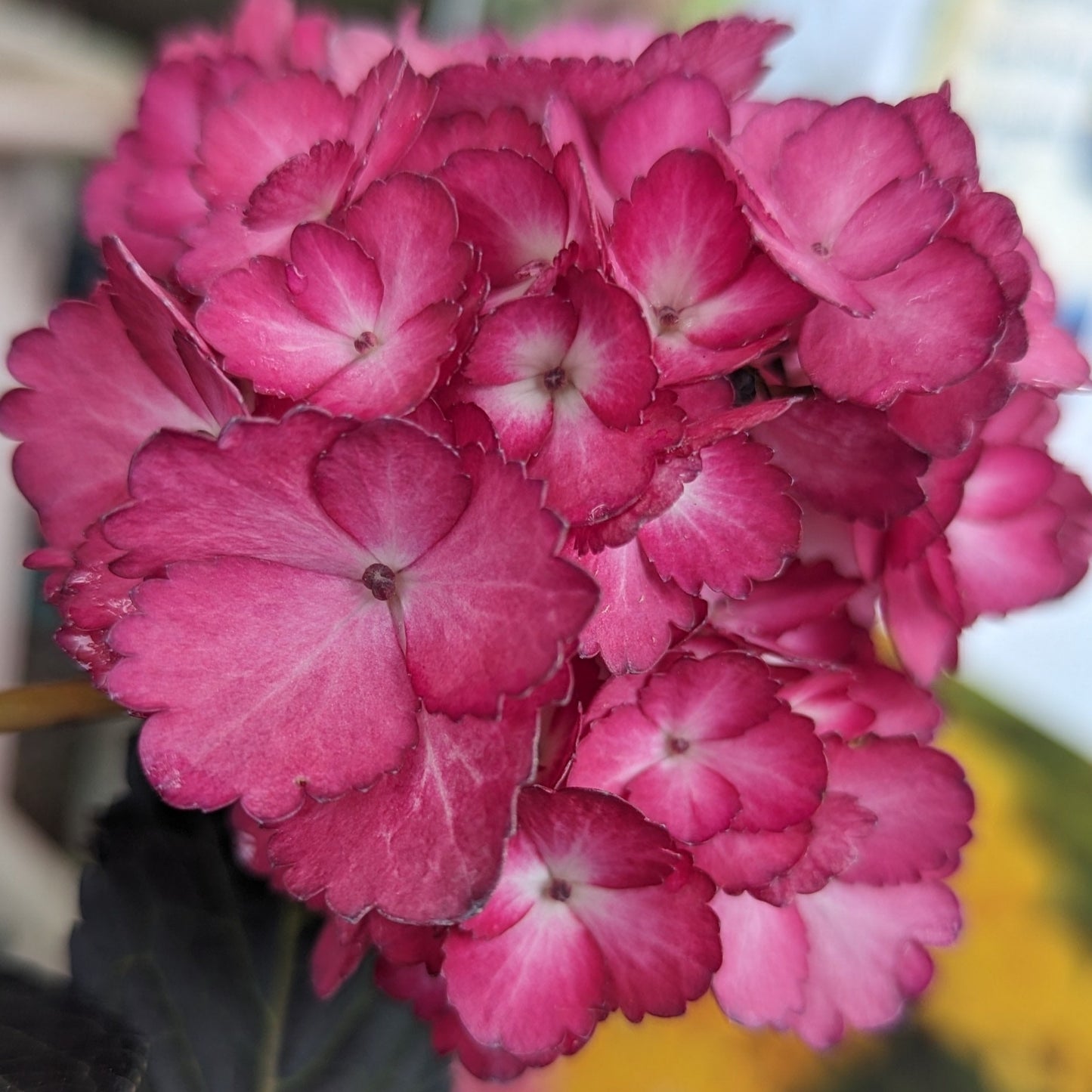 Eclipse Bigleaf Hydrangea