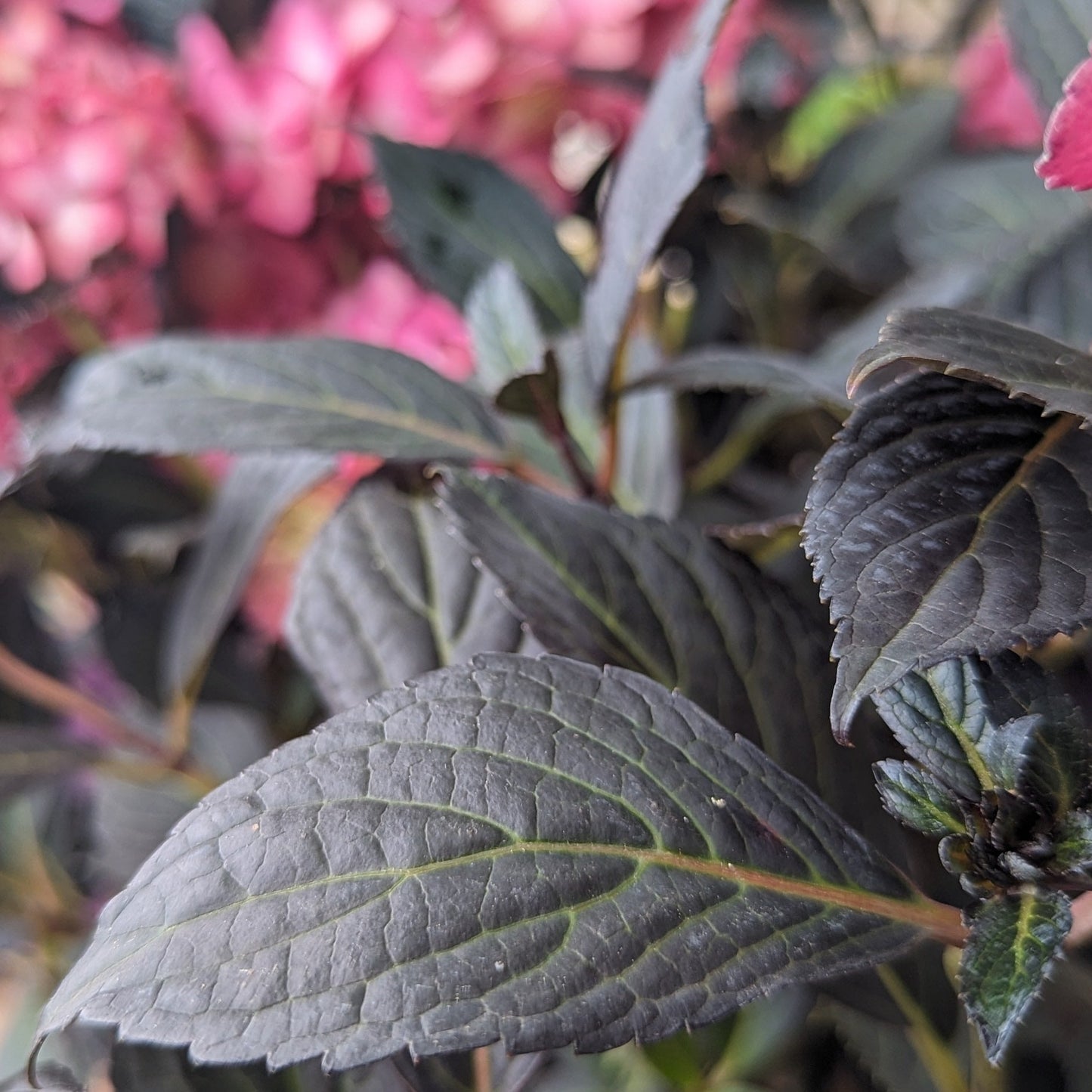 Eclipse Bigleaf Hydrangea