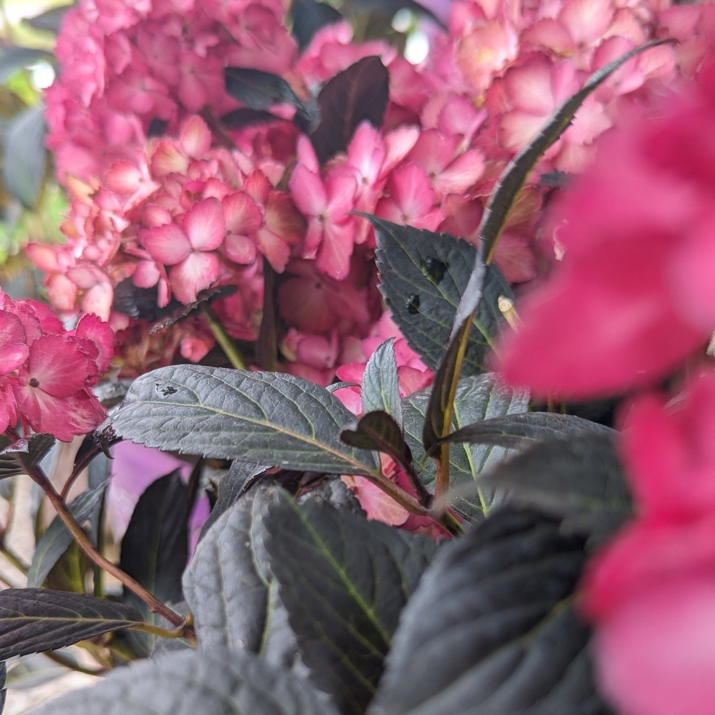 Eclipse Bigleaf Hydrangea