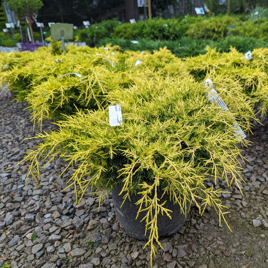 Golden Joy Juniper