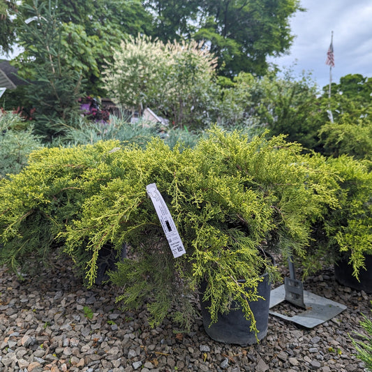 Gold Coast Juniper