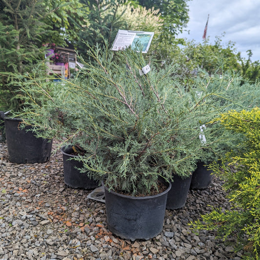 Tabletop Juniper
