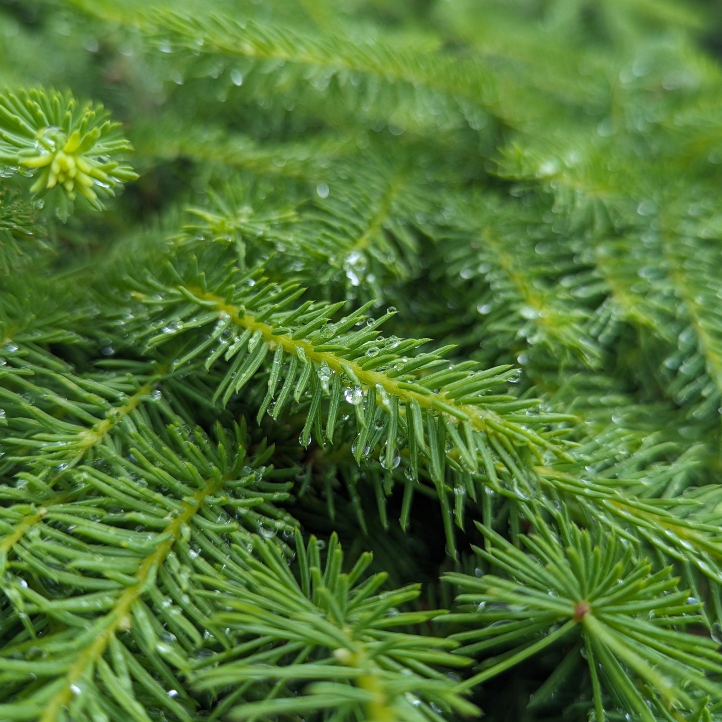 Bird's Nest Spruce