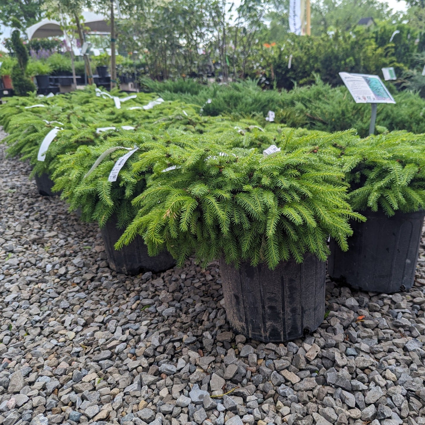Bird's Nest Spruce