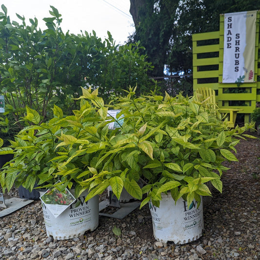 Sugar Shack Buttonbush