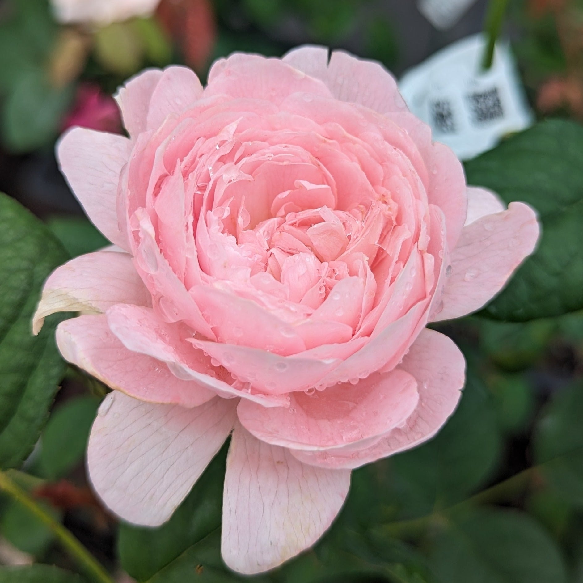 Queen of Sweden rose