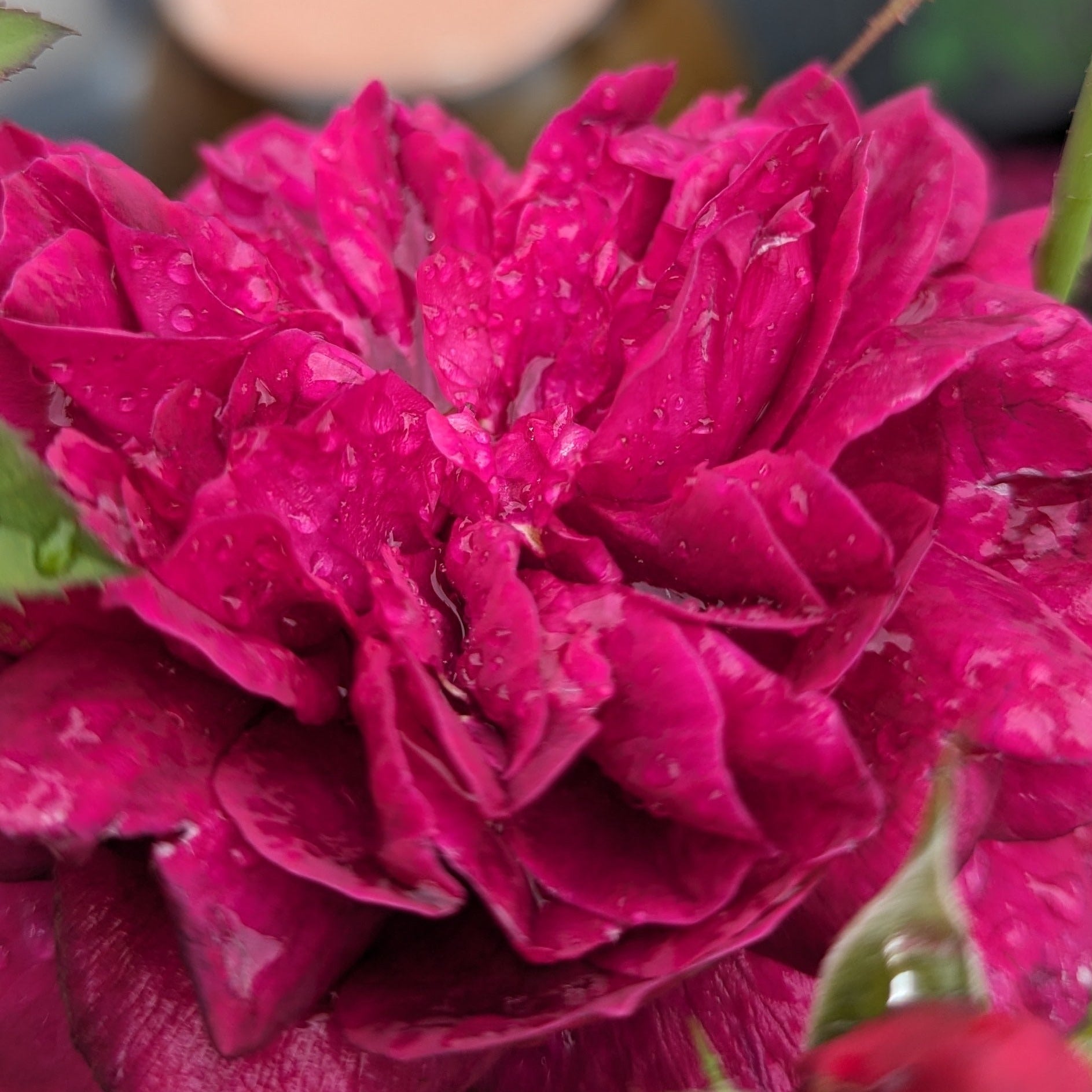 Darcey Bussell rose