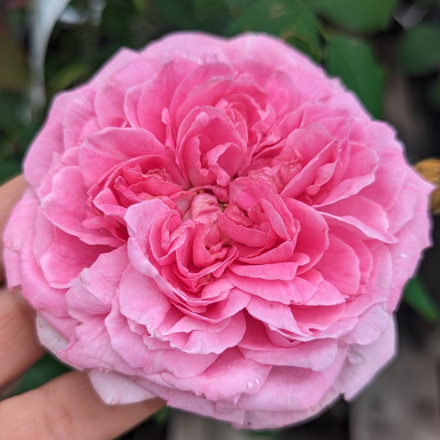 Gertrude Jekyll rose