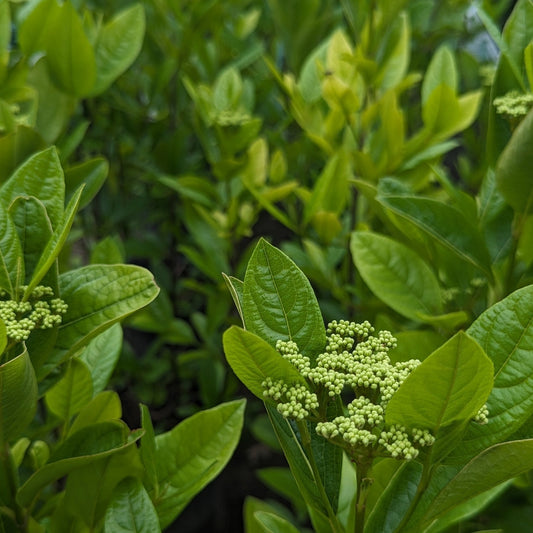 Winterthur Viburnum