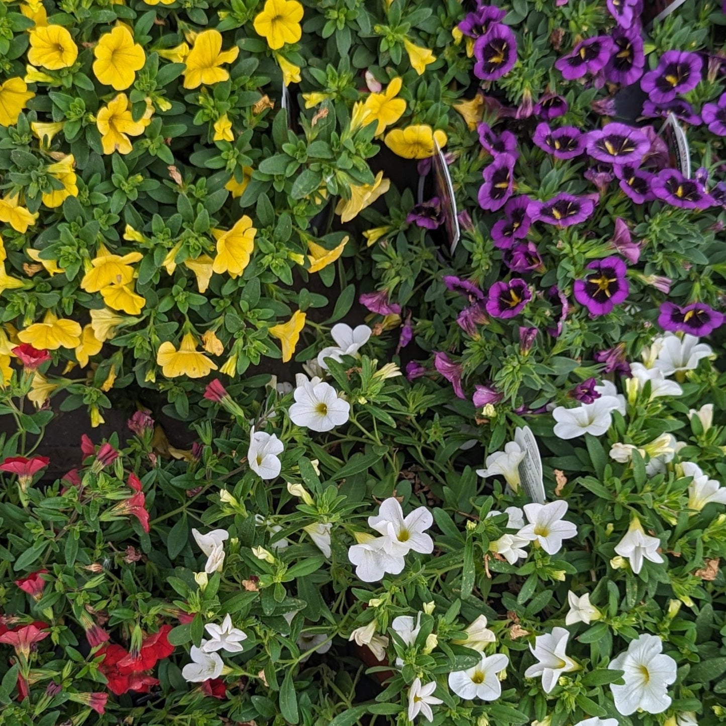 4.5" Annuals Round