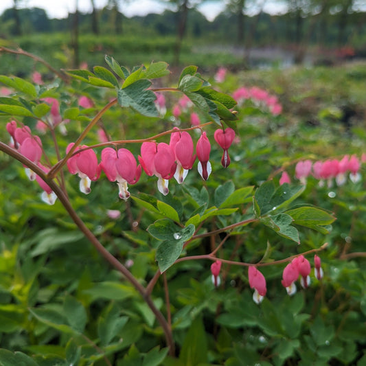 Pink Bleeding Heart