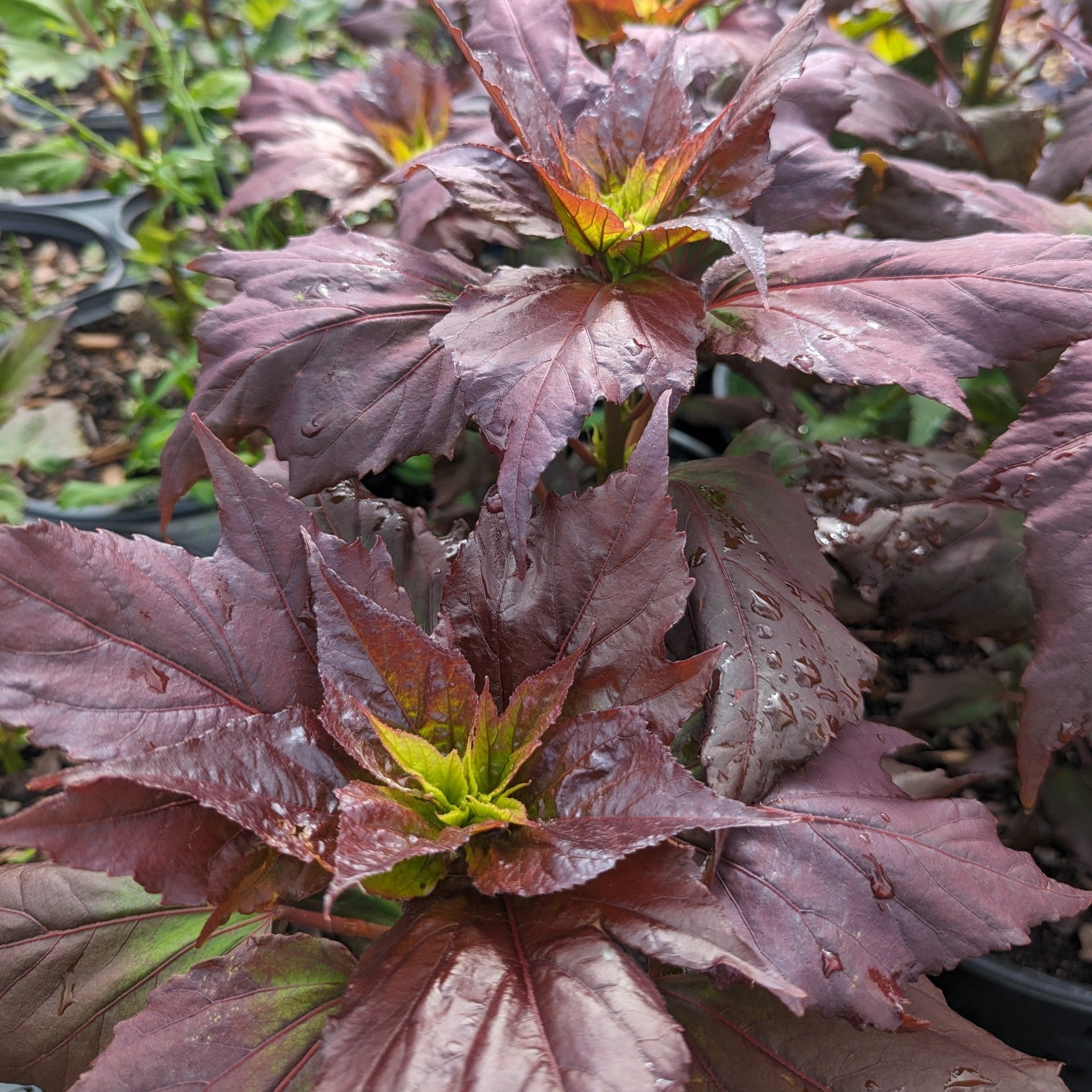 Dark Mystery Hibiscus – Auburn Oaks Garden Center