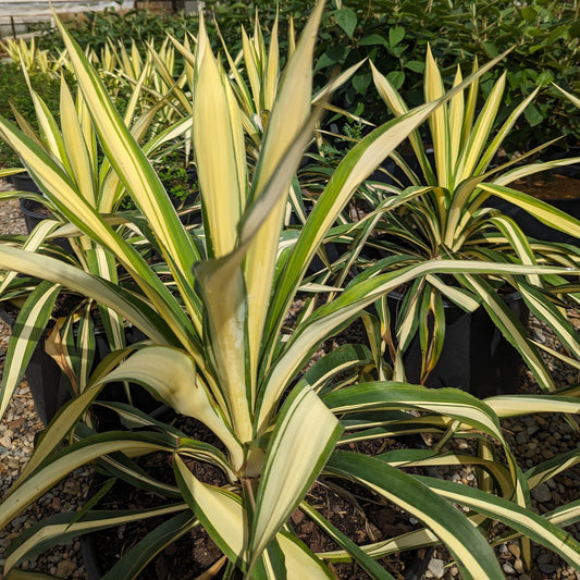 Coral Yucca