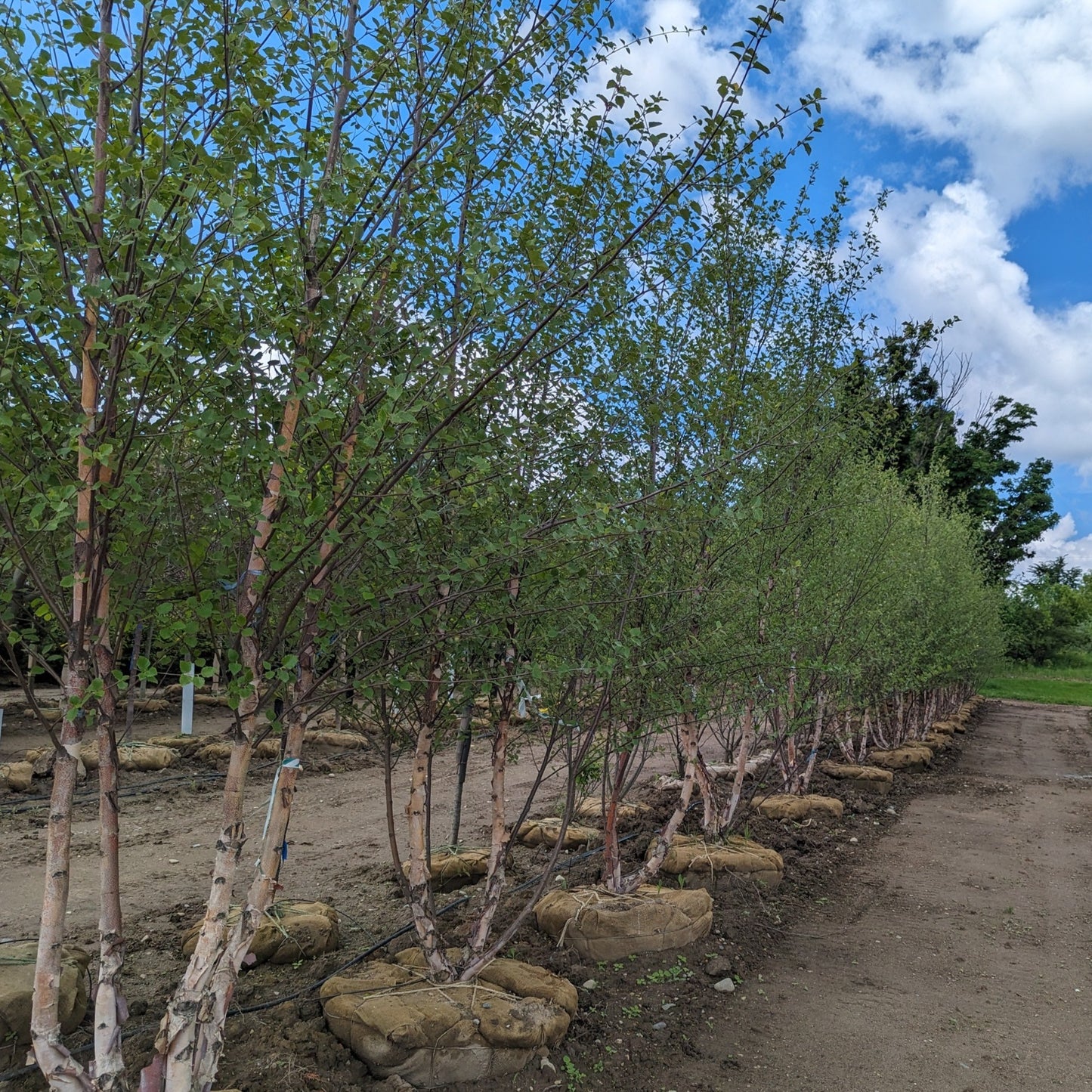 River Birch