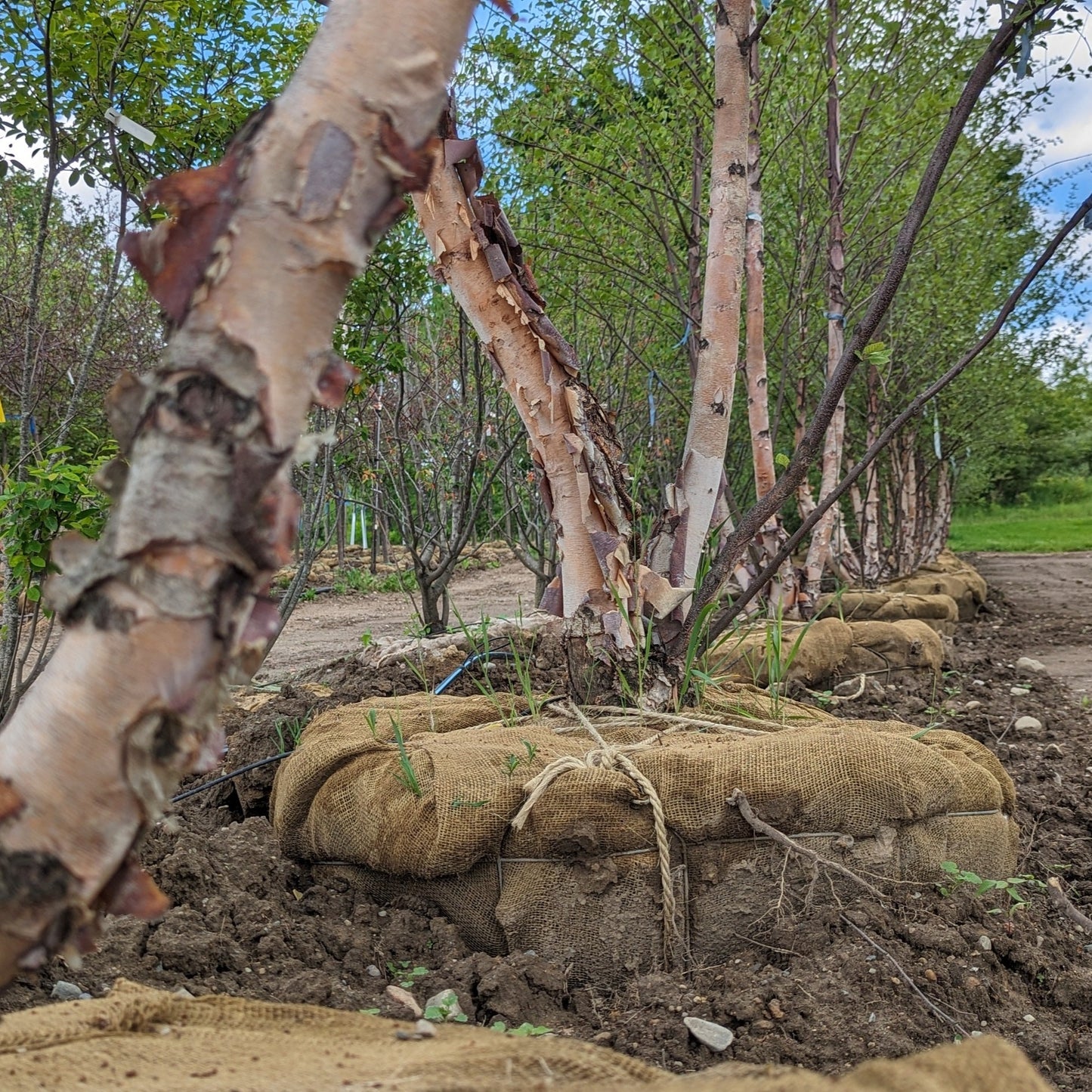 River Birch