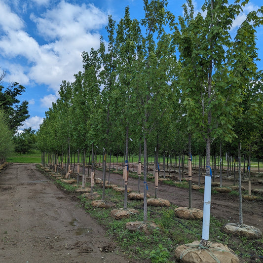 Armstrong Maple