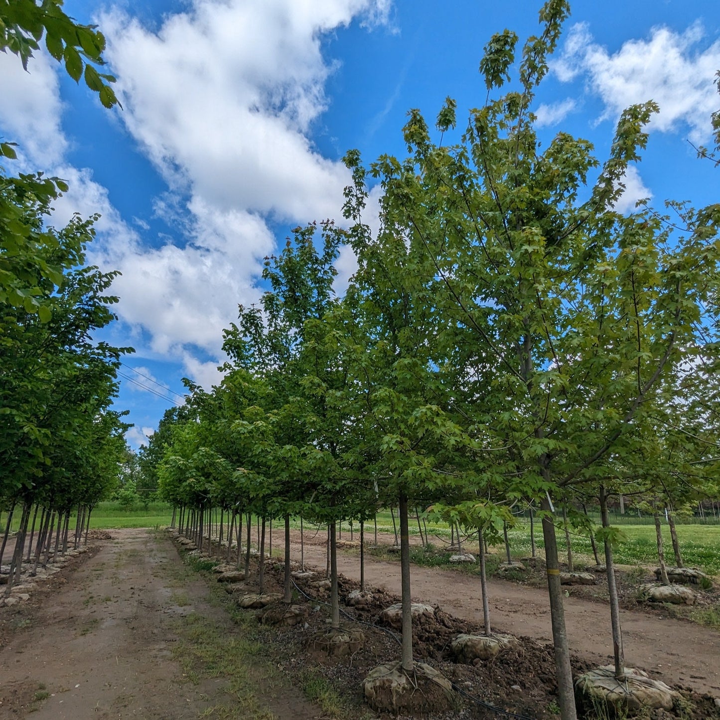 Autumn Blaze Maple