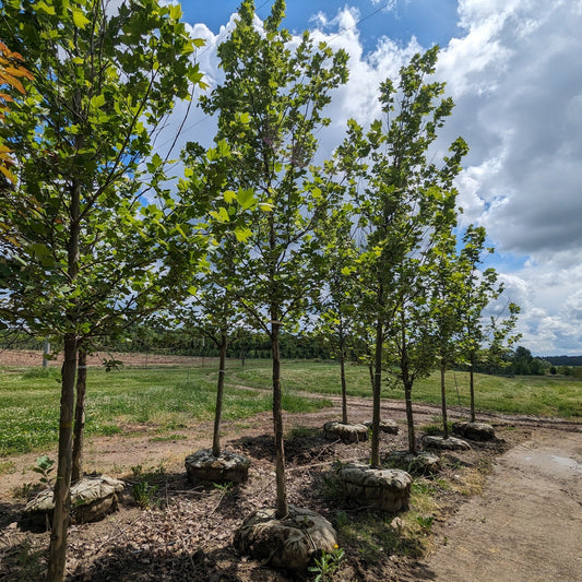 American Sycamore