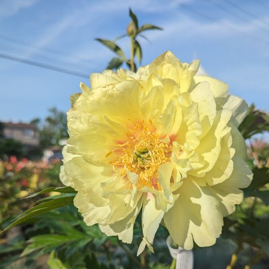 Bartzella Itoh Peony