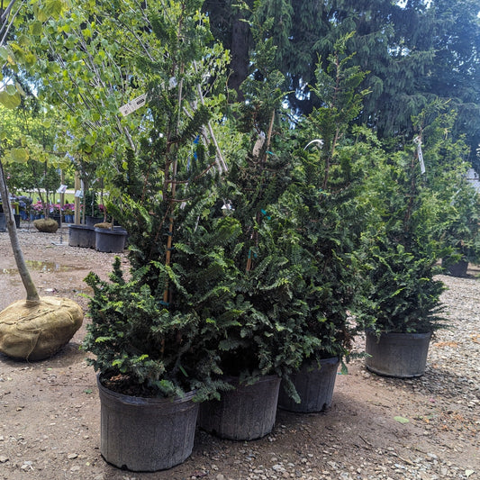 Slender Hinoki Cypress