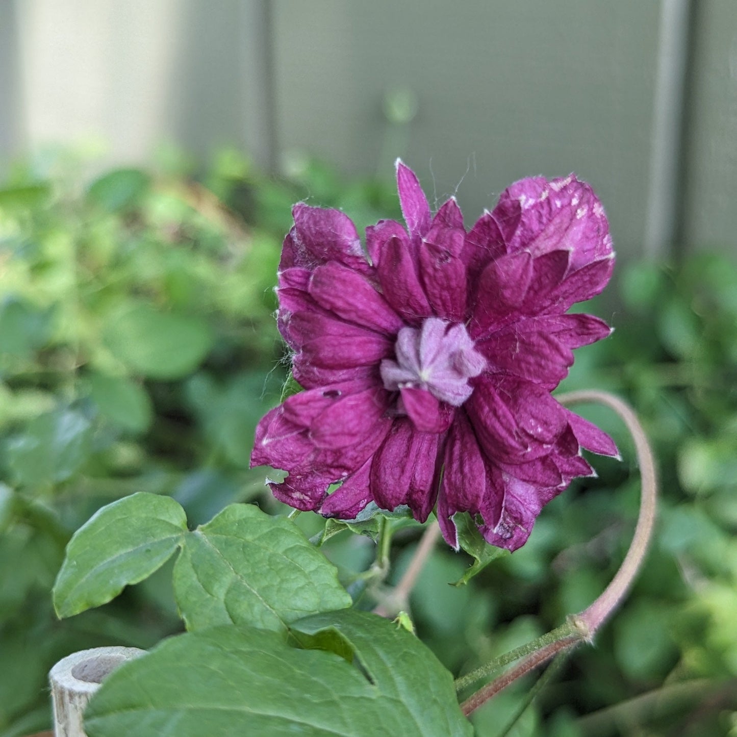 Purpurea Plena Elegans Clematis