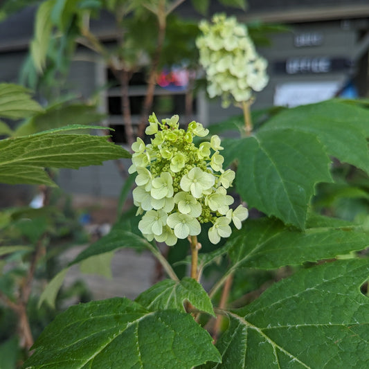 Snow Queen Oakleaf Hydrangea