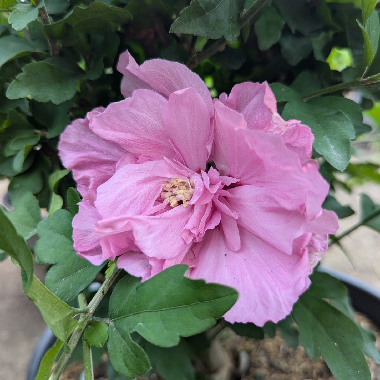 Aphrodite Rose of Sharon