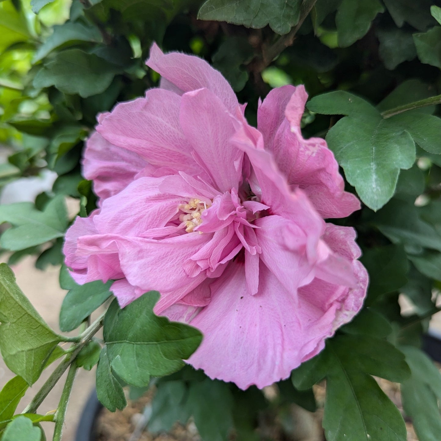 Aphrodite Rose of Sharon