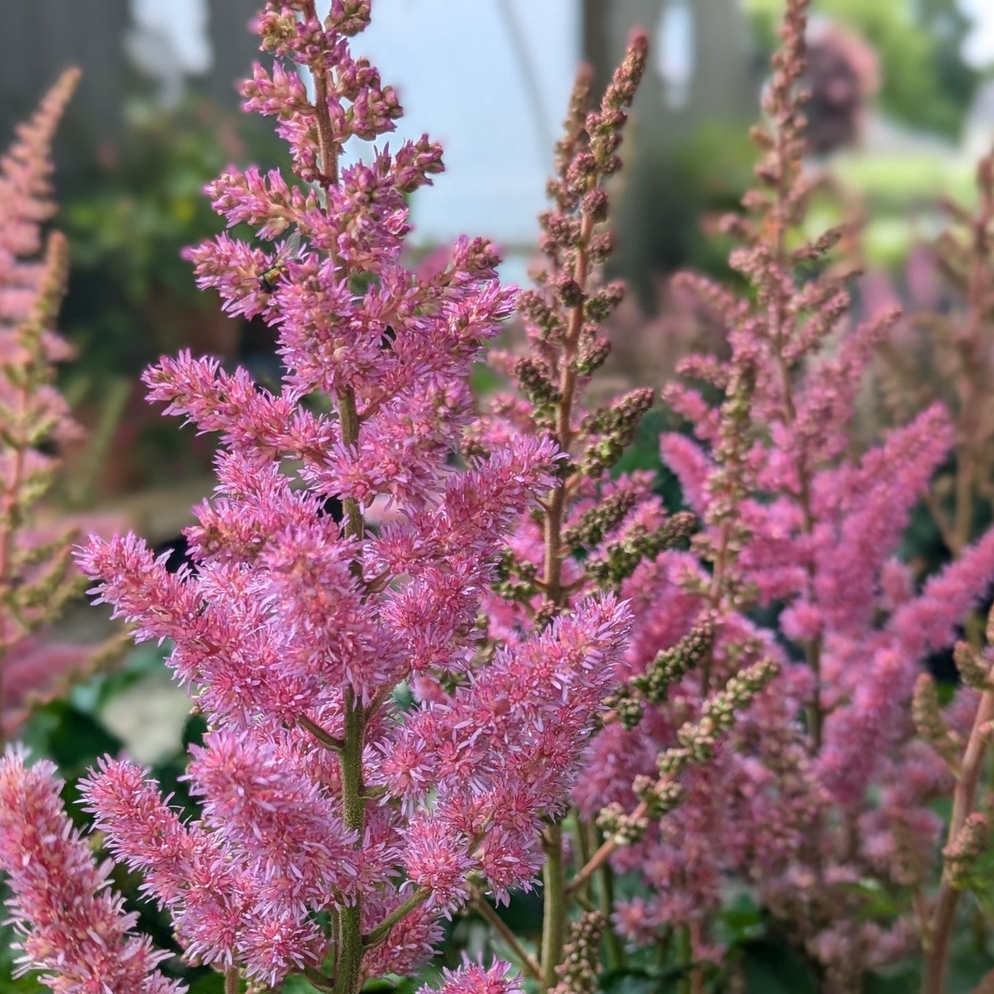 Maggie Daley Astilbe