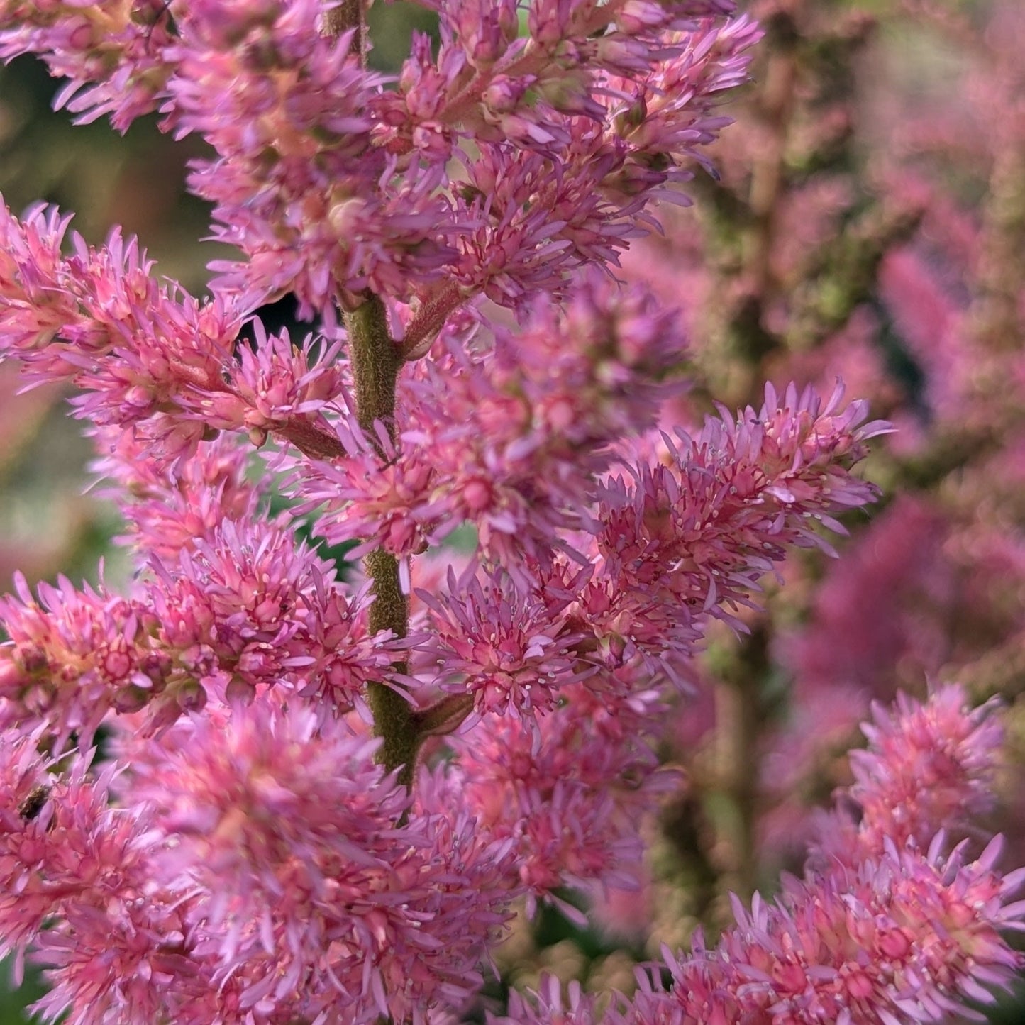 Maggie Daley Astilbe