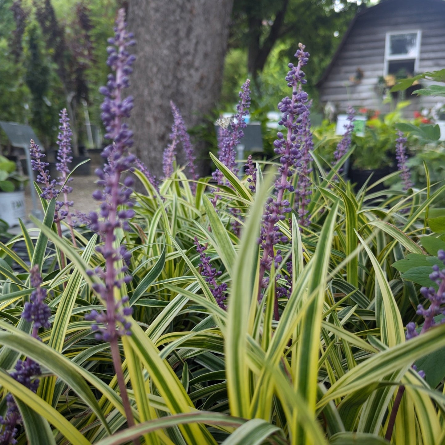 Liriope Variegata