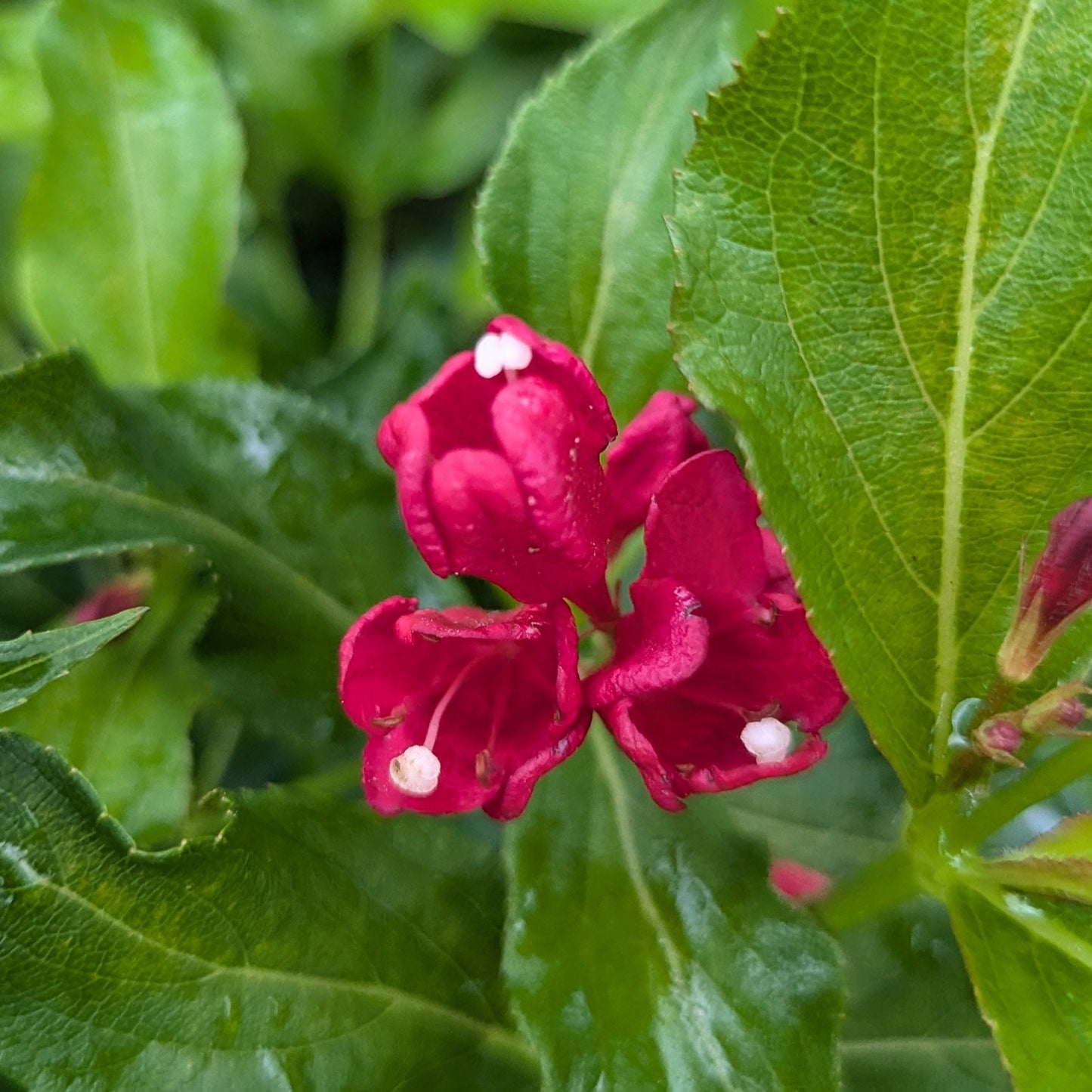 Sonic Bloom PW Red Weigela