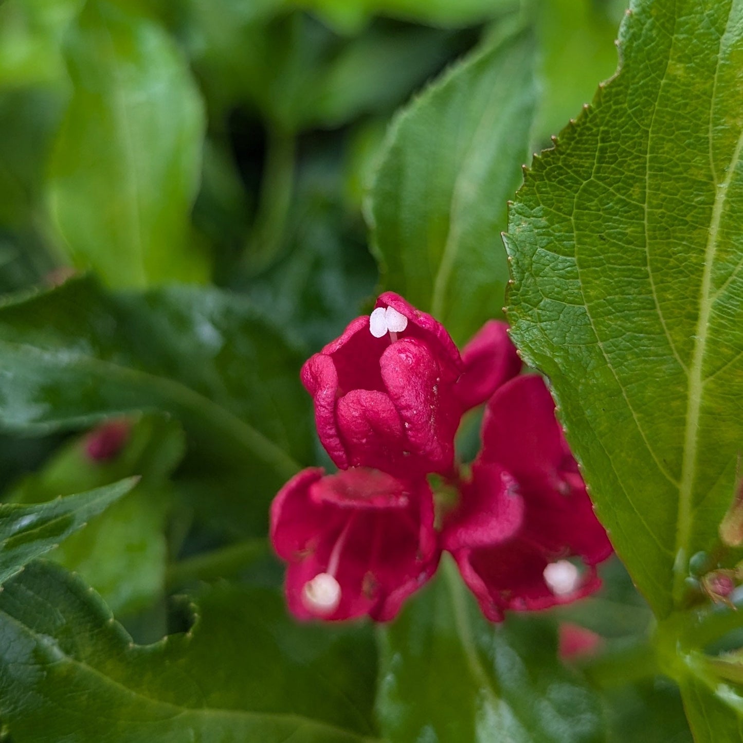 Sonic Bloom PW Red Weigela