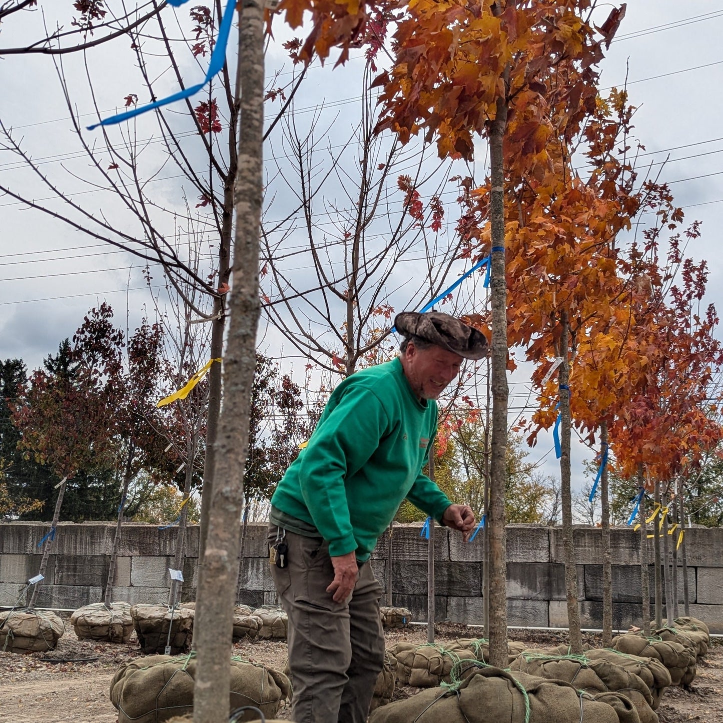 Sugar Maple