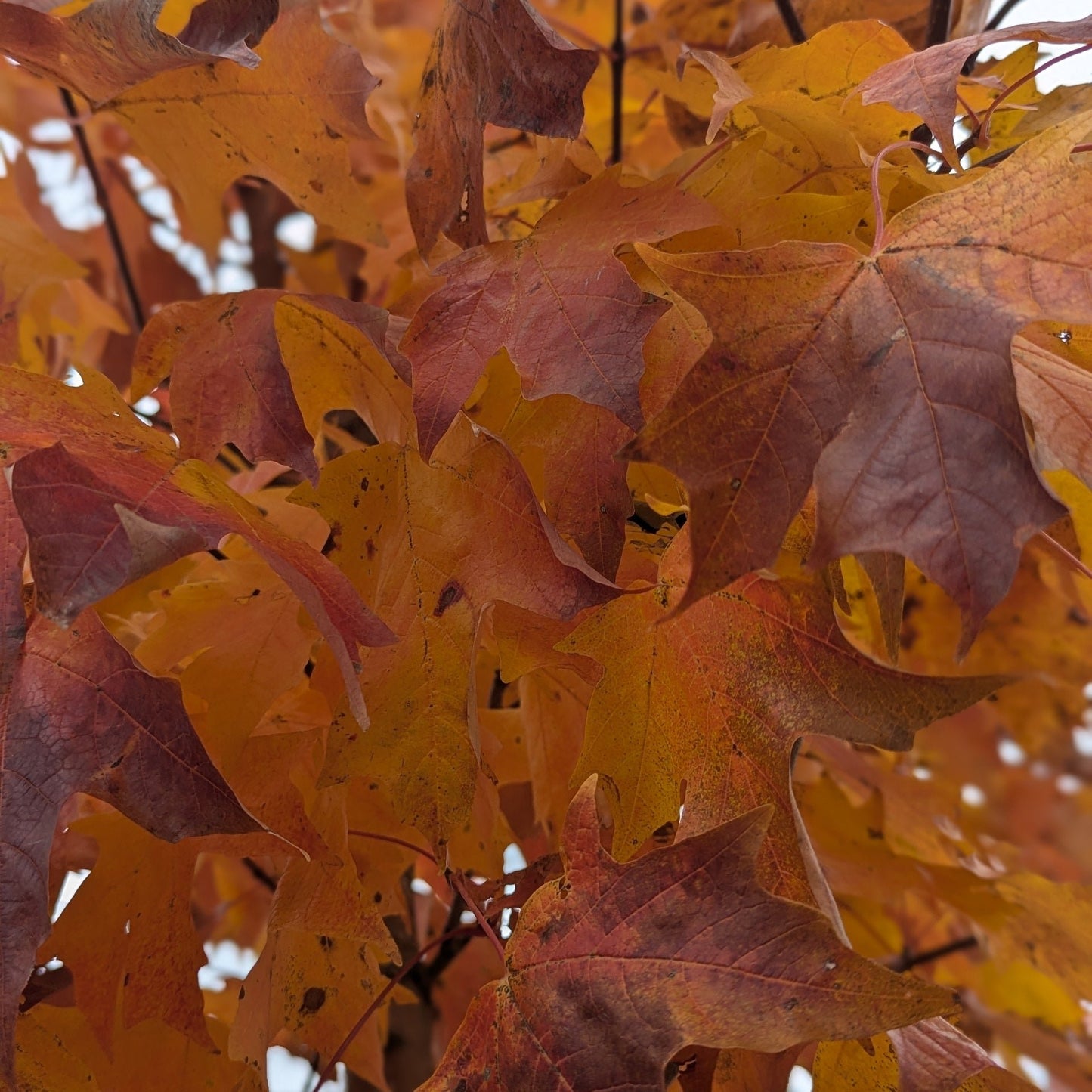 Sugar Maple