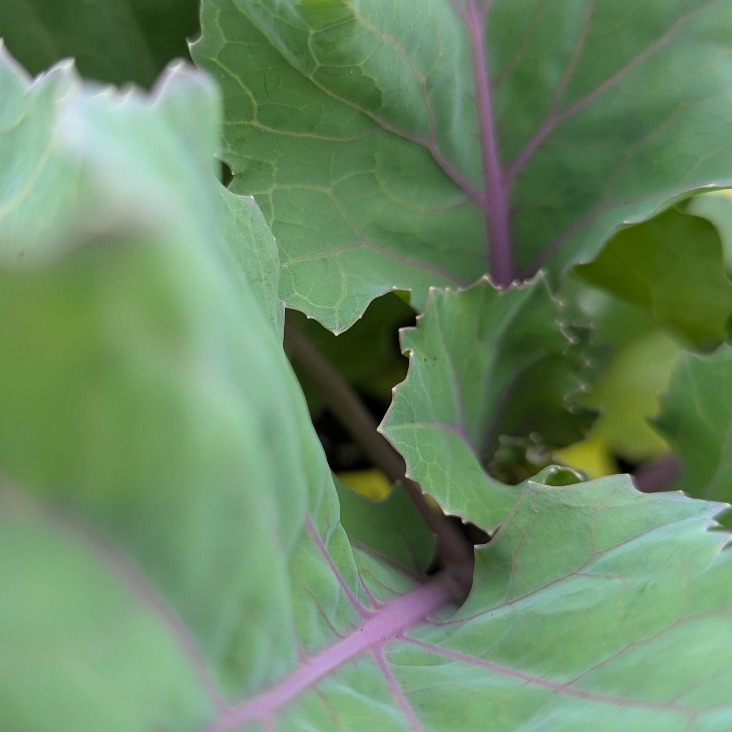 Kale and Cabbage