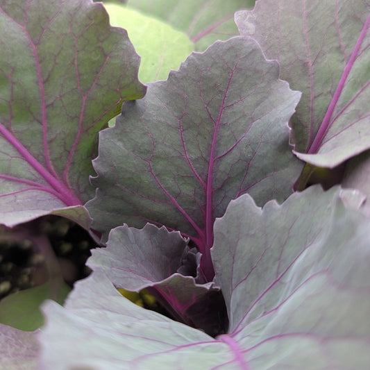 Kale and Cabbage