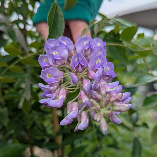 Close-up of purple flowers with green leaves in the background