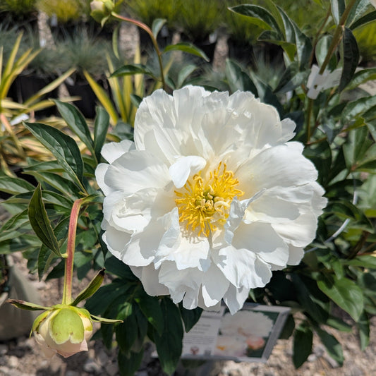 Miss America Peony