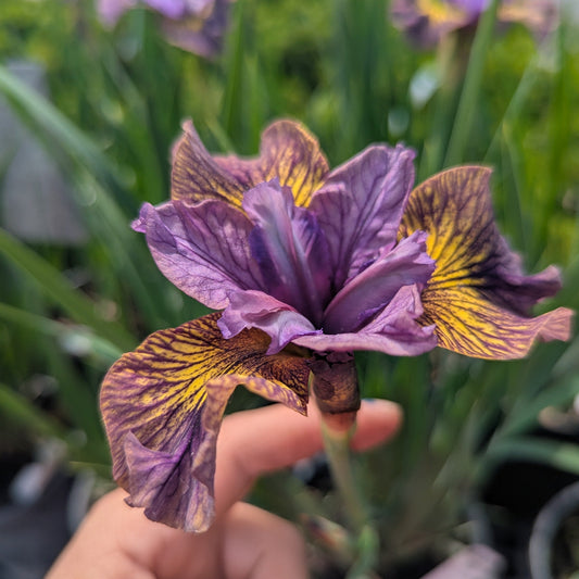 Purring Tiger Iris