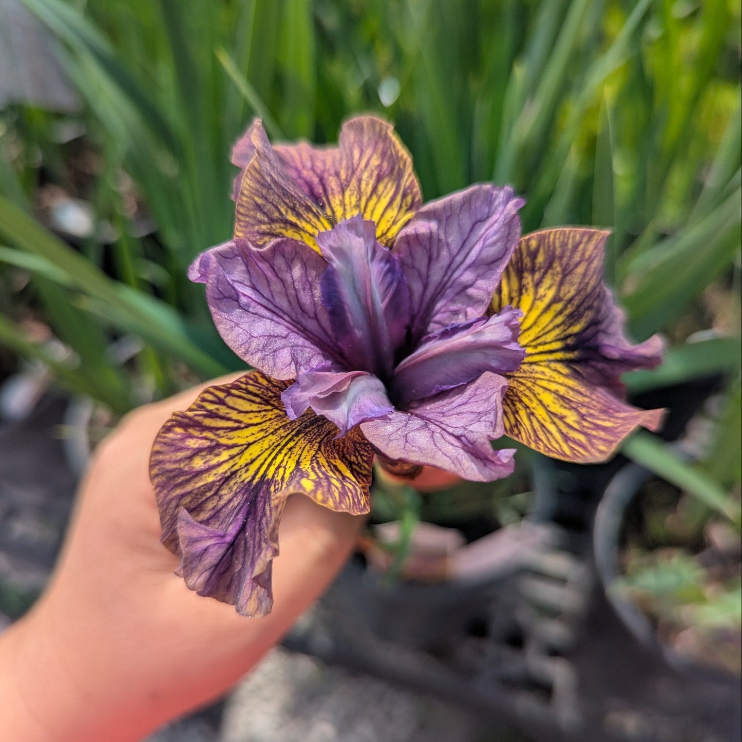 Purring Tiger Iris