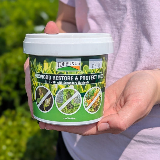 Boxwood Restore/ Protect