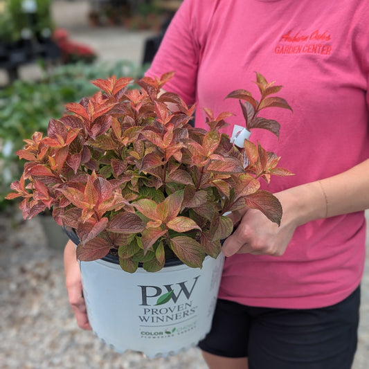 Midnight Sun Weigela
